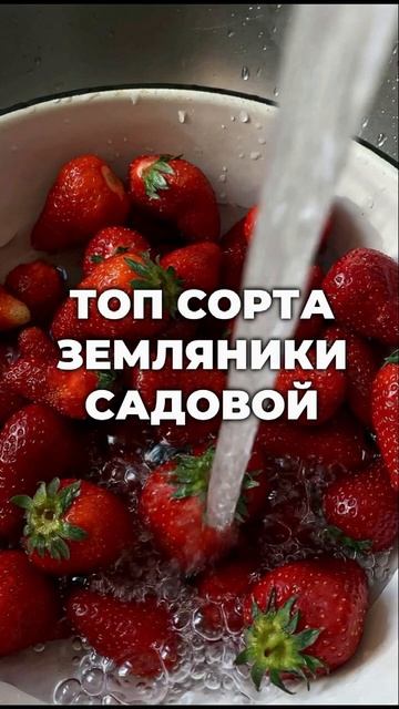 Топ сорта земляники садовой. Читай в описании.
