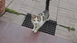 КЛЁПА ТИГР ОХРАНЯЕТ БЕГОНИИ ОТ МОРОЗОВ