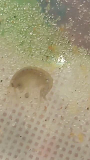 Бокоплав. смотреть онлайн