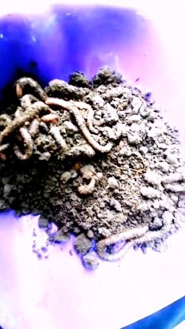 завтра 6 июня чекнем клев смотреть онлайн