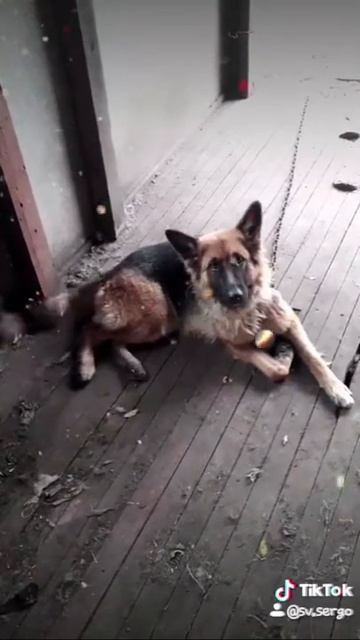 Собака самый лучший друг человека! смотреть онлайн