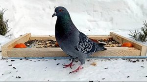 Кормлю Птичек (19.02.2025 года)