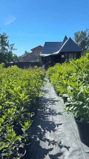 #гортензии #гортензияметельчатая #гортензиимосква #цв смотреть онлайн