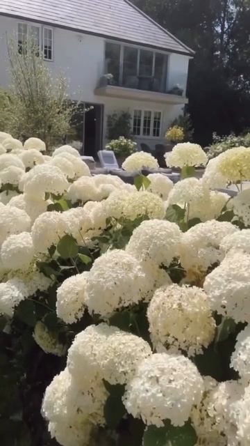 Милый дворик с нежнейшей Анабель #garden #гортензія #flowers # смотреть онлайн