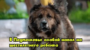 В Подмосковье алабай напал на шестилетнего ребенка