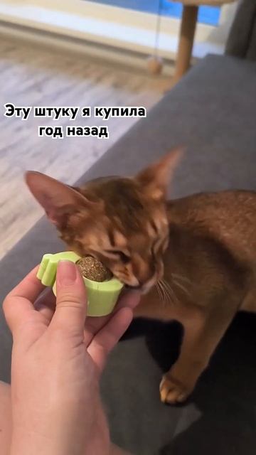 Аби любит кошачью мяту #кошки #cat #abi #cat #kitty #catlover #cats #funnyc смотреть онлайн
