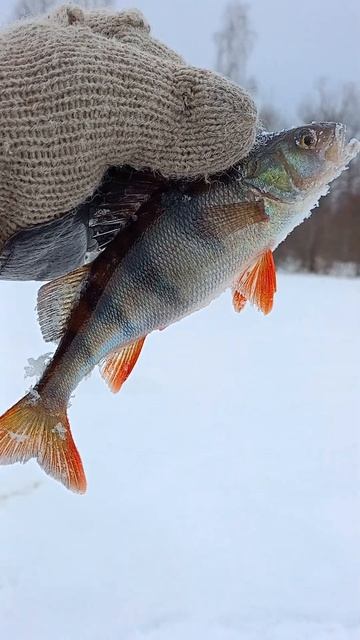Всего один👍 #рыбалка смотреть онлайн