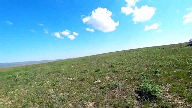 ✅ГРИБЫ В СТЕПИ//КОРОЛЕВСКАЯ ВЕШЕНКА