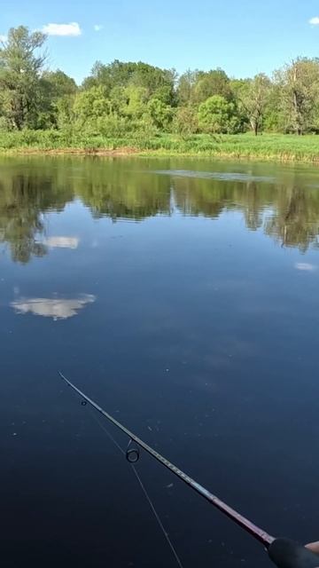 #окуньнаспиннинг #летняярыбалка #perch #кренк #daiwa #рыбак #