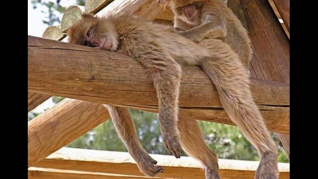 Обезьяны смотреть онлайн