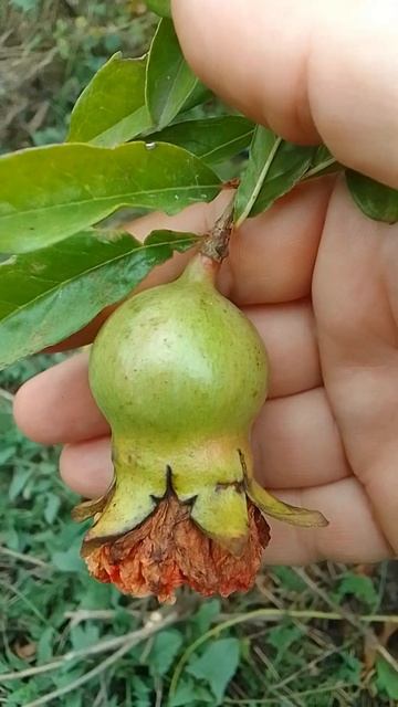 Гранат смотреть онлайн