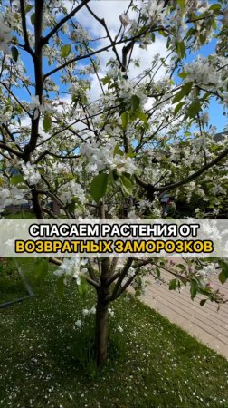 4 способа как спасти растения от возвратных заморозков!