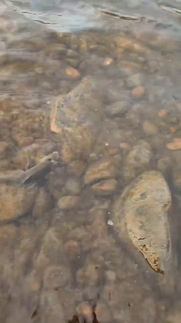 Первый Хариус в январе 2025 смотреть онлайн