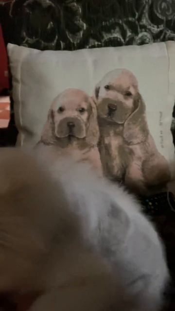 Доброе утро от Софиты, Джалины и Магдалины/01.08.20 смотреть онлайн