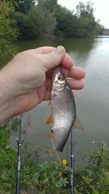 РЫБАЛКА на ПОПЛАВОЧНУЮ удочку 🐟 природа 🌲🌲🌲 отдых смотреть онлайн