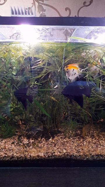 Умный свет текущее состояние. смотреть онлайн