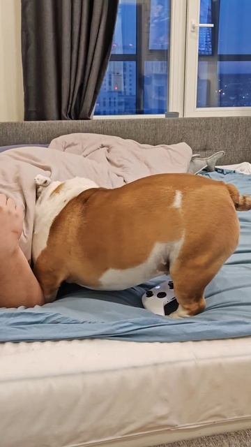 шило в попе 24 на 7 #bulldog #суперсобака #собака #животноеас смотреть онлайн