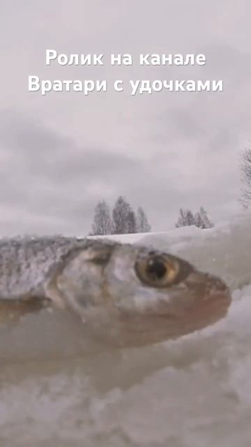 Ролик уже на канале!!! #щука #елец #клюет #рыбалка смотреть онлайн