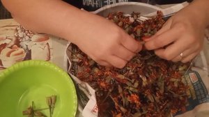 Сбор семян бархатцев.