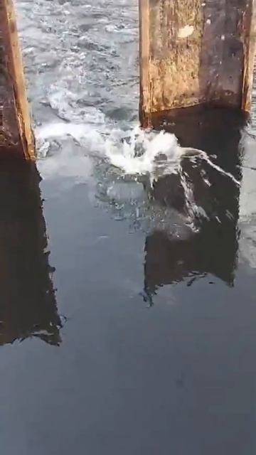 ,РЫБАЛКА,НА,СИЛИКОНОВЫЕ,ПРИМАНКА,ЛАВРАК,В САЛОНИКАХ,К? смотреть онлайн