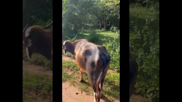 Самый большой парк «Яла» на Шри-Ланке!