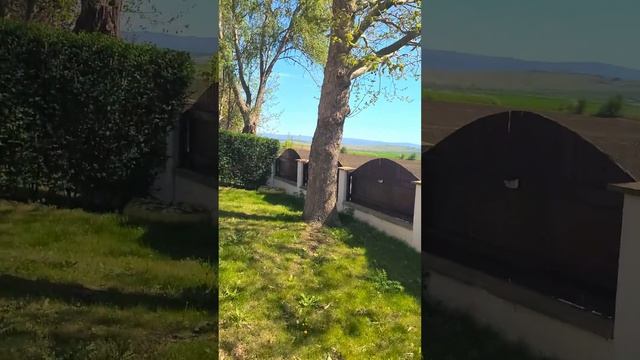 Глициния и фрезия расцвела. Где покупали  цветущие дер смотреть онлайн