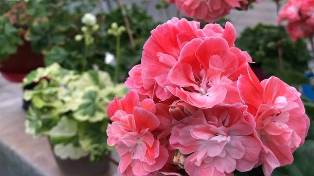Пеларгония. Зонартик. Pelargongaragets Hanna Novis. #сортоваяпеларг