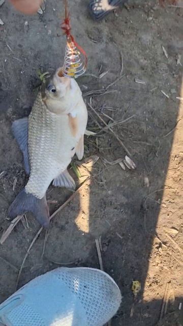 хоть один крючок сработал... #караси #рыбалка #fishing # #кар смотреть онлайн