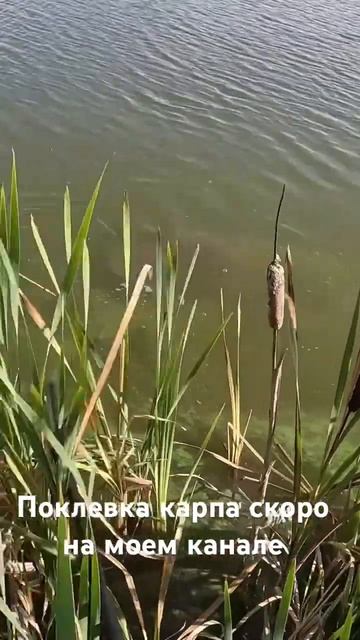 #hiking #природа #рыбалка #удочка #отдых #поплавок #раслабл смотреть онлайн