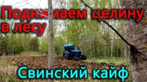 Жизнь в деревне. Пашем на наших гектарах, осваиваем новые территории. Выгнали свиней на улицу.