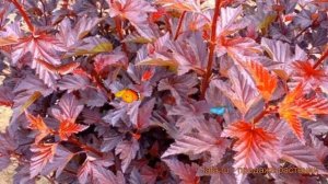 Пузыреплодник калинолистный Андреа (andrea) 🌿 обзор: как сажать, саженцы пузыреплодника Андреа
