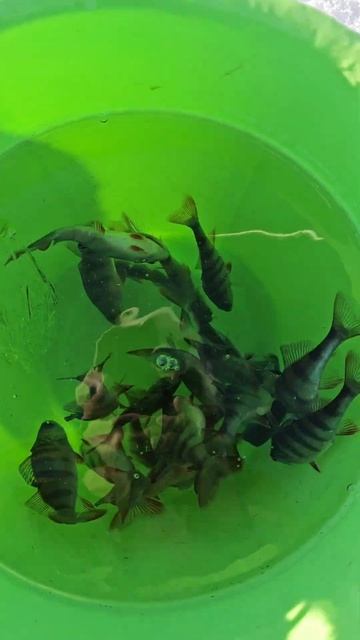 Ловите окуня друзья. Детская рыбалка. смотреть онлайн