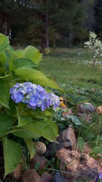Садовая гортензия в сентябре / Hydrangea macrofila #гортензия #р смотреть онлайн