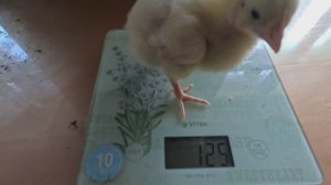 Чем поить и кормить бройлеров...