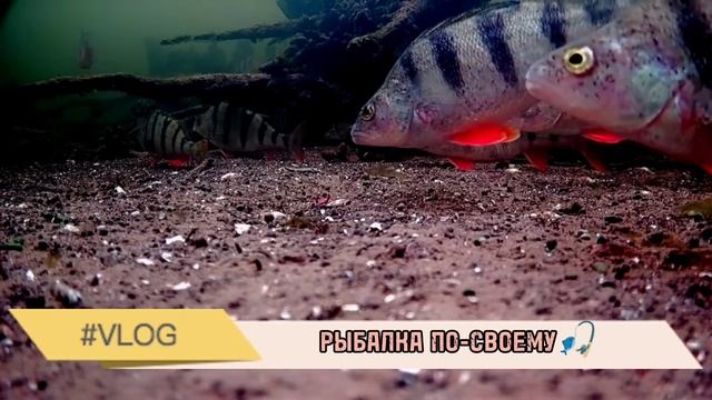 Крупные окуни рвут леску! Ловля на мормышку 2025. Подвод? смотреть онлайн