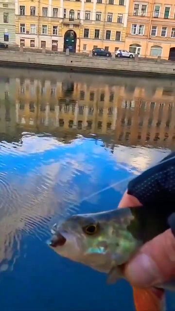 #окунь #2024 #fishing #клюет #ловим #клюет #fish #кино #рыбалка #р? смотреть онлайн