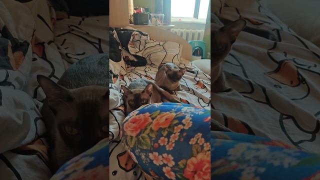 Кошка хочет (зовёт) кота, поведение во время течки