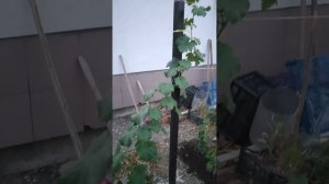 Виноград Сочи #сочи #виноградник #виноградарь