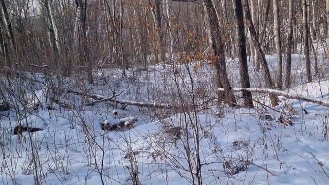 Закрытие сезона по изюбрю! Охота на изюбря с собаками.