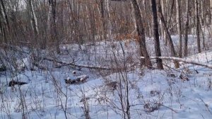 Закрытие сезона по изюбрю! Охота на изюбря с собаками.