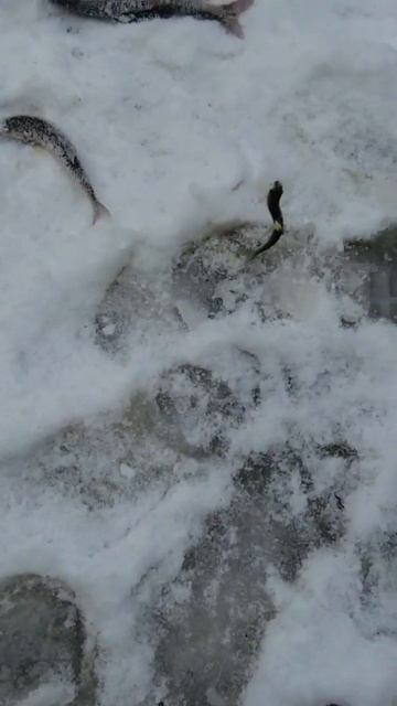 Ловись рыбка большая и велика#shots #зимняярыбалка #тайг? смотреть онлайн