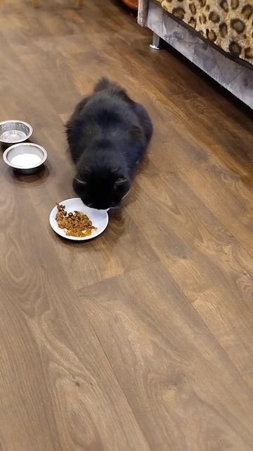 кто на полу ест тот наряд вне очереди получает Мур 1 Ма? смотреть онлайн