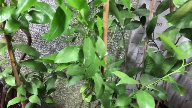 🥀🌷🍊Прогулка по зимнему саду и двору. Завязываются ?