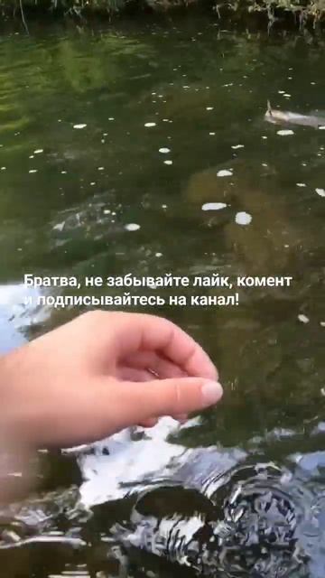Красивая речка подарила хорошую Форель! #troutfishing #рыбал смотреть онлайн