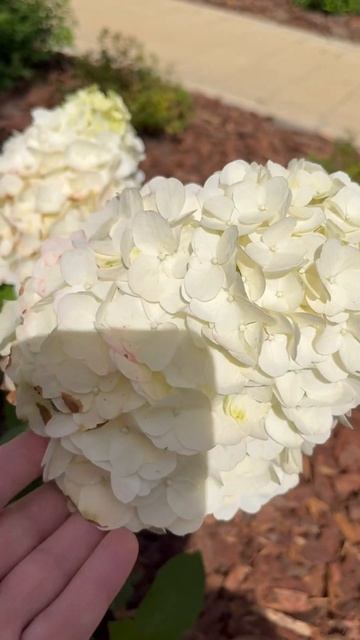 Метельчатая гортензия Мэджикал Монблан в полном росп? смотреть онлайн