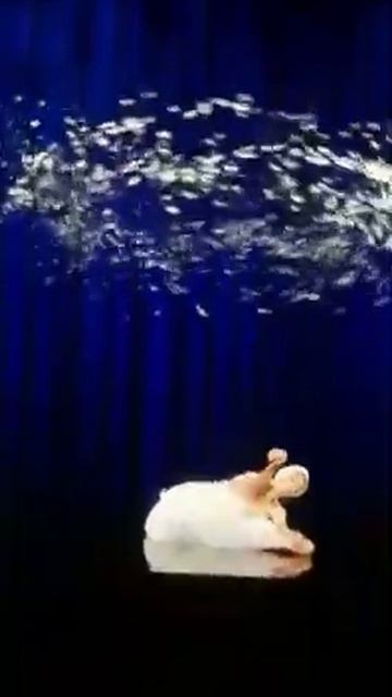 Балерина лебедь смотреть онлайн