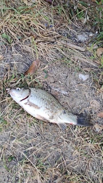 Рыбалка поймал карася 180 грамм #рыбалка #fishing #fish #рыба смотреть онлайн