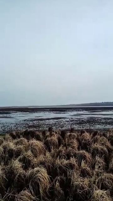 вода уходит с озёр. река Пелым #рыбалка #экспедиция #пу? смотреть онлайн