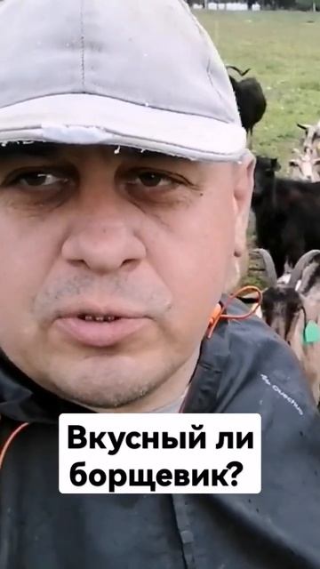 Борщевик и мои штаны: что вкуснее? смотреть онлайн