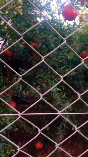 ГРАНАТОВЫЙ СЕЗОН. МЕРСИН 33 📍 смотреть онлайн